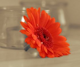 red flower near glass jars Stock Photo
