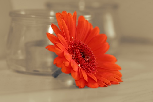 red flower near glass jars Stock Photo