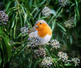 small colorful songbird in nature Stock Photo