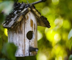 wooden bird nest Stock Photo