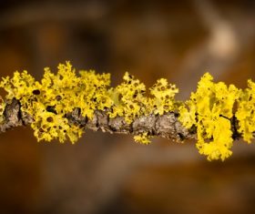 yellow flowers on branch Stock Photo
