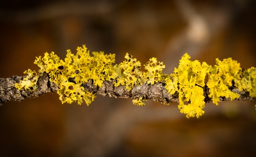 yellow flowers on branch Stock Photo