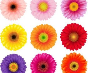 9 Kind chrysanthemum illustration vector