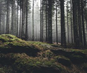 Amazing nature beautiful scenery Stock Photo 03