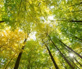 Amazing nature beautiful scenery Stock Photo 05