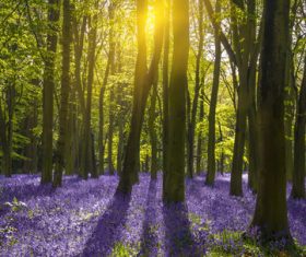 Amazing nature beautiful scenery Stock Photo 06