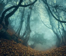 Amazing nature beautiful scenery Stock Photo 08