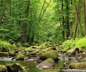 Amazing nature beautiful scenery Stock Photo 09