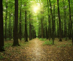 Amazing nature beautiful scenery Stock Photo 12