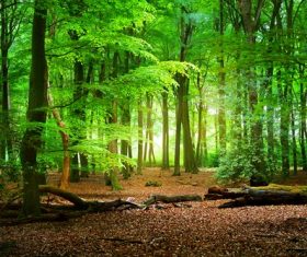 Amazing nature beautiful scenery Stock Photo 13