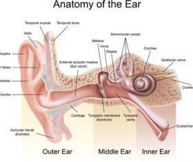 Anatomy of the ear diagram vectors
