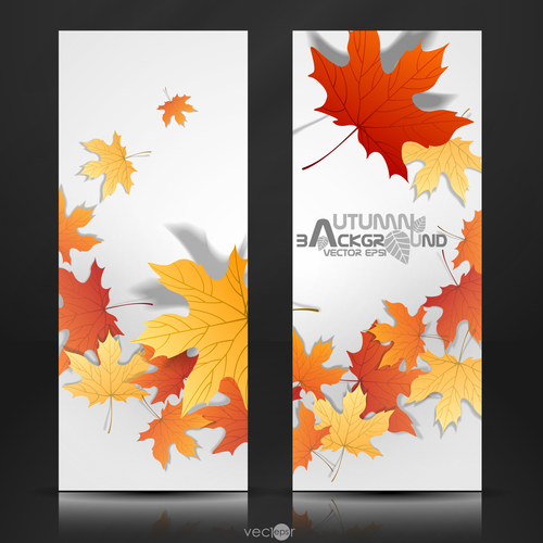 Autumn banner and red maple leaves vector