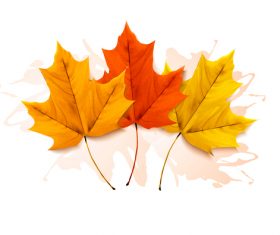 Autumn three colorful leaves vector