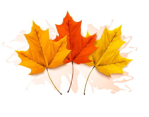 Autumn three colorful leaves vector