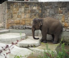 Baby elephant in the zoo Stock Photo