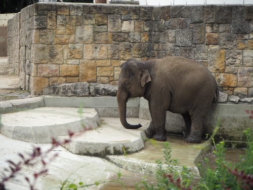 Baby elephant in the zoo Stock Photo