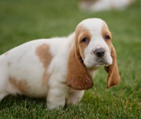 Basset Hound Puppy Stock Photo