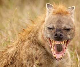 Brown Hyaena Stock Photo
