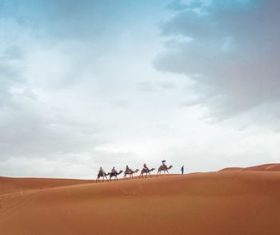 Camel walking in the Sahara desert Stock Photo