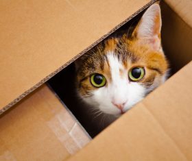 Cat hidden in a cardboard box Stock Photo