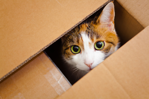 Cat hidden in a cardboard box Stock Photo