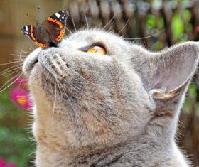 Cat looking at the butterfly falling on the mouth Stock Photo