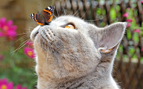 Cat looking at the butterfly falling on the mouth Stock Photo