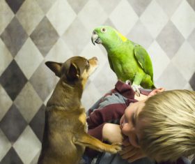 Children and pets playing Stock Photo