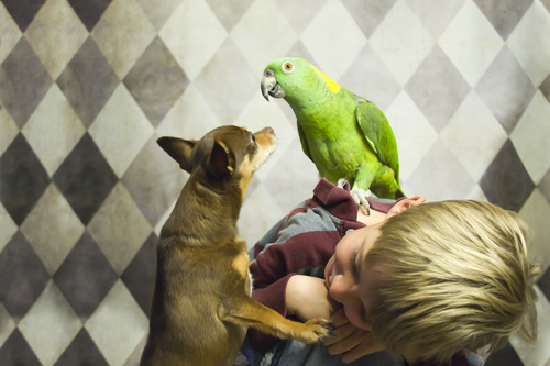 Children and pets playing Stock Photo