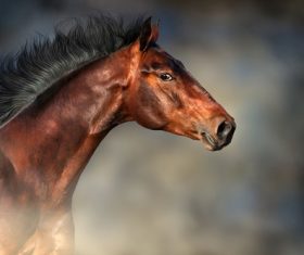 Close-up of a horse Stock Photo 01