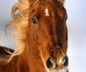 Close-up of a horse Stock Photo 02