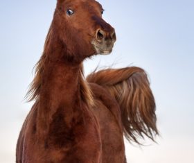 Close-up of a horse Stock Photo 03
