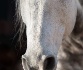 Close-up of a horse Stock Photo 04