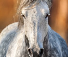 Close-up of a horse Stock Photo 05