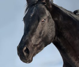 Close-up of a horse Stock Photo 06