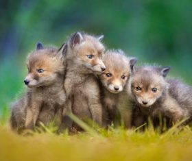 Cute fox cub Stock Photo 01
