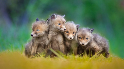 Cute fox cub Stock Photo 01