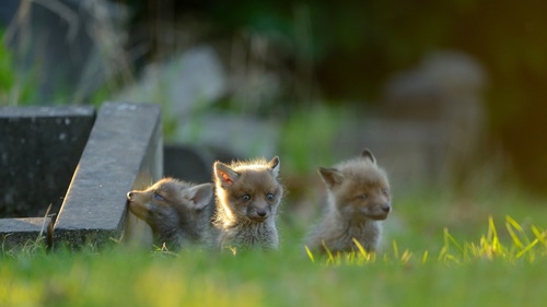 Cute fox cub Stock Photo 02
