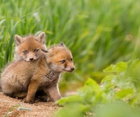 Cute fox cub Stock Photo 03