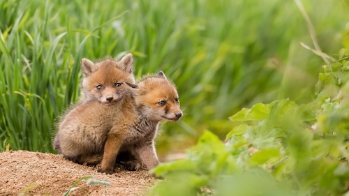Cute fox cub Stock Photo 03
