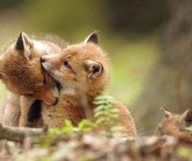 Cute fox cub Stock Photo 04