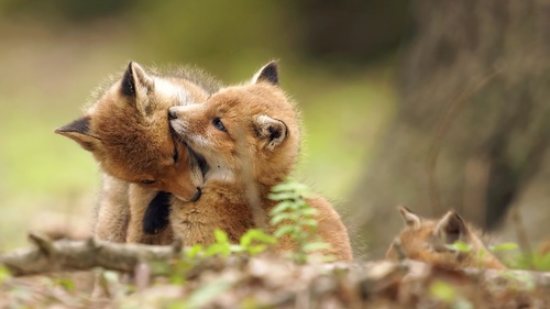 Cute fox cub Stock Photo 04