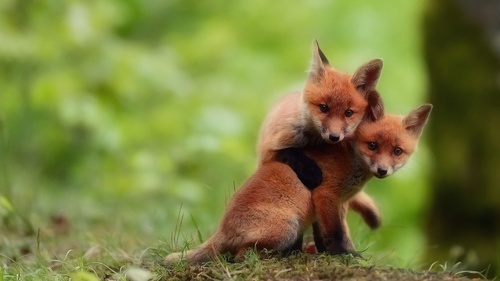 Cute fox cub Stock Photo 05