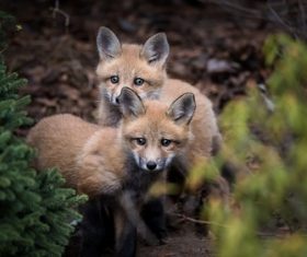 Cute fox cub Stock Photo 06