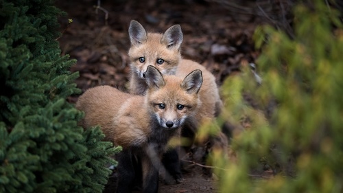Cute fox cub Stock Photo 06