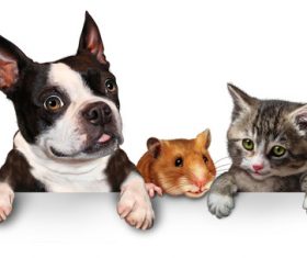 Cute pet Stock Photo