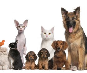 Different pets Stock Photo 02