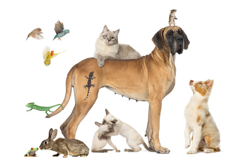 Different pets Stock Photo 03