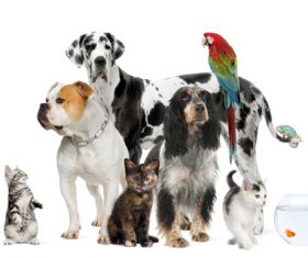 Different pets Stock Photo 04