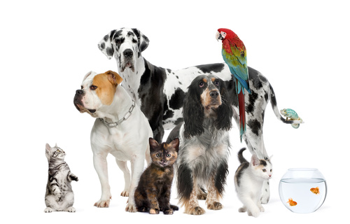Different pets Stock Photo 04